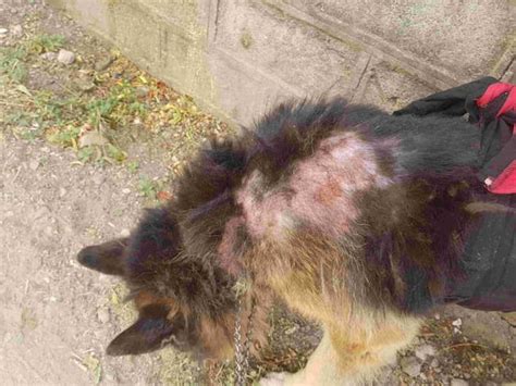 German Shepherd Skin Yeast Infection: Causes and Symptoms