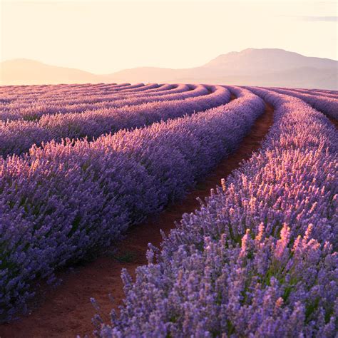 Lavender fields Wallpaper 4K, Lavender flowers, Sunrise