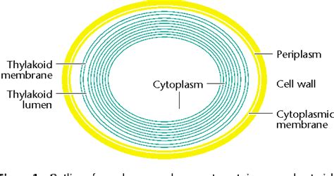 [PDF] Photosynthesis and Respiration in Cyanobacteria | Semantic Scholar