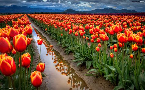 Tulips Field wallpaper | 1920x1200 | #32316