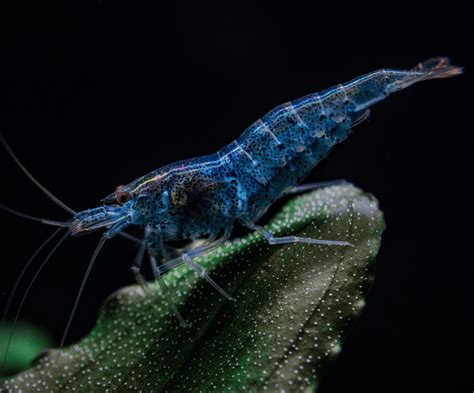 Gorgeous Blue Tiger Shrimp: An Aquatic Beauty