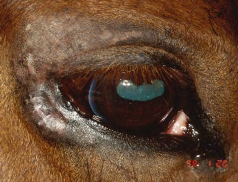 Eye Diseases - A Guide to Loving and Caring for Blind Horses