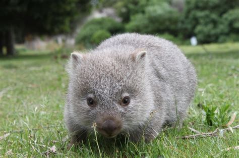 Plants & Animals - Australian Outback