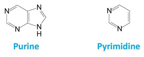 Pyrimidine Structure