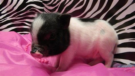 Teacup Pigs images Teacup pig (tiny of the tiny) HD wallpaper and background photos (26968308)