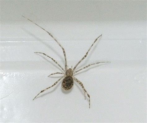 Common House Spider,