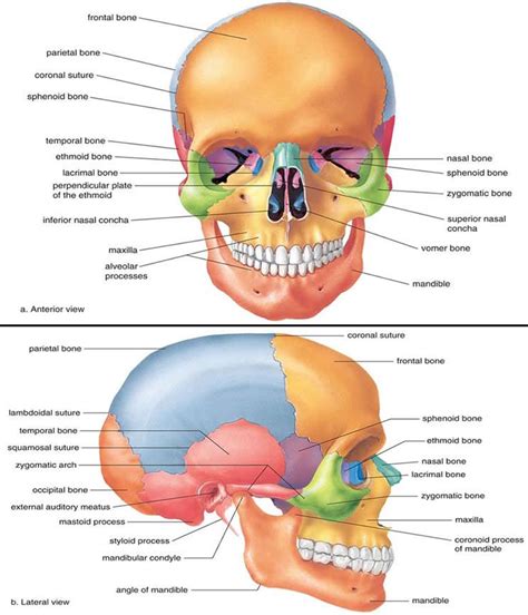 How Many Bones In The Face And Head - How many bones are in a human skull? - Quora : Symmetrical ...