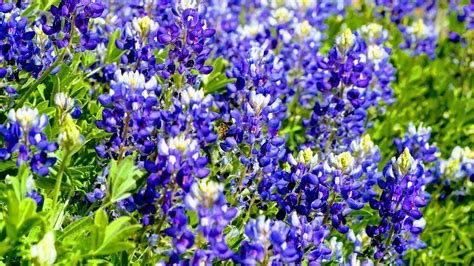 10 Gorgeous Blue Wildflowers to Surround Your Garden With - Garden and Happy