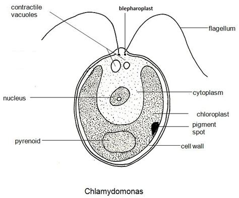 Chlamydomonas ~ Everything You Need to Know with Photos | Videos