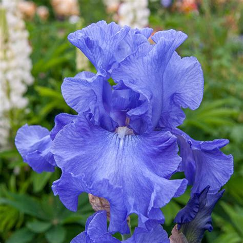 Elegance in Blue Bearded Iris | Irises for Sale | Breck's