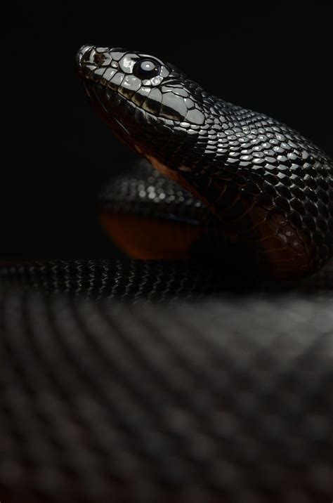 Black Mamba Snake Wallpapers - Top Free Black Mamba Snake Backgrounds - WallpaperAccess