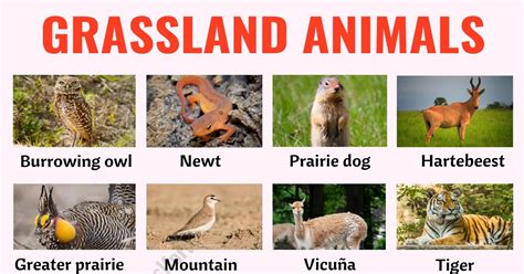 Grassland Animals: List of 80+ Grassland Animals in English with ESL Pictures - ESL Forums