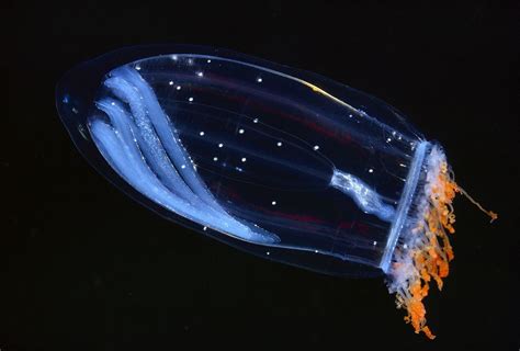 Beautiful bioluminescent creatures light up the deep ocean | Deep sea creatures, Weird sea ...