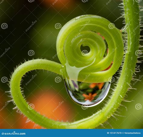 Water Drop on a Flower - Macro Stock Photo - Image of chain, petal: 151417670