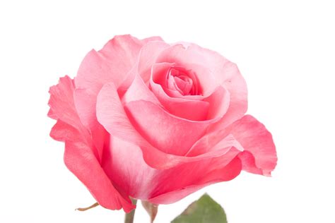 Pink Rose Picture Hd, Natural Pink Rose, #2793