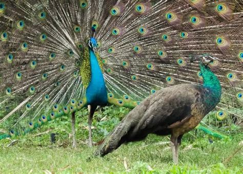 The Complete Guide to Keeping Peafowl - Poultry Parade