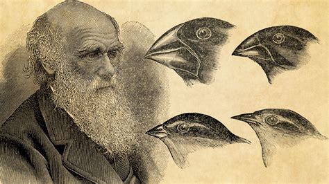 How Charles Darwin Developed the Theory of Evolution | Britannica