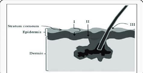 Processes of percutaneous absorption and transdermal delivery (I:... | Download Scientific Diagram