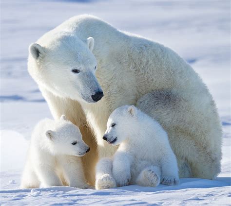 Photos polar bear cubs – Artofit