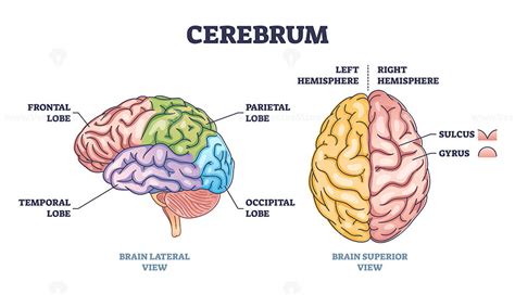 Cerebrum Structure And Human Brain Sections And Parts Anatomy Outline Diagram ...