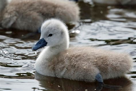 Premium Photo | Mute swan cygnets on a lake