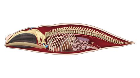 Sperm Whale Skeleton Diagram