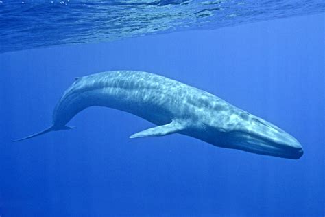 Blue Whale Facts, History, Useful Information and Amazing Pictures