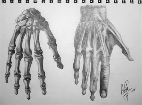 Human Anatomy - Hand | Anatomy for artists, Hand anatomy, Anatomy art