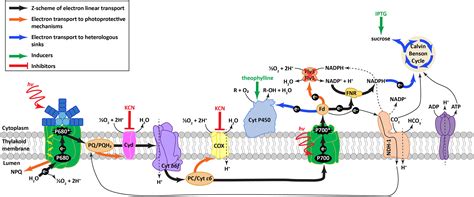 Photosynthesis And Energy Flow In Cyanobacteria, 46% OFF