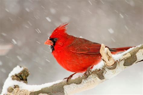 Interesting Cardinal Bird Facts You Should Know - Birds and Blooms