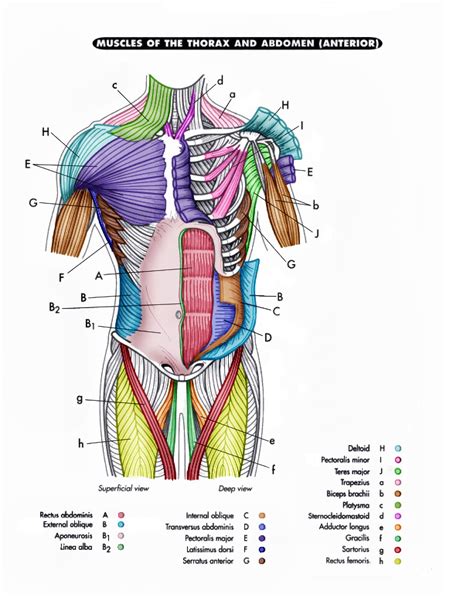 Human Body Anatomy Muscles