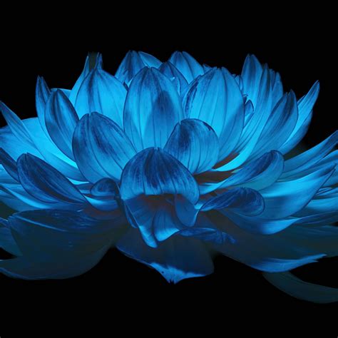 4k Blue Flowers Wallpapers - Wallpaper Cave