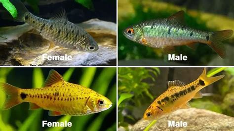 Gold Barb Fish Species Profile & Advanced Care