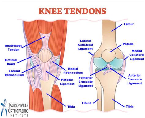 Tendons In The Knee - JOI Jacksonville Orthopaedic Institute