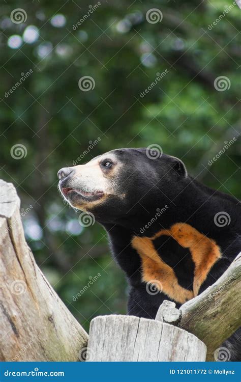 Close Up Portrait Image of a Sun Bear Stock Photo - Image of black, asian: 121011772