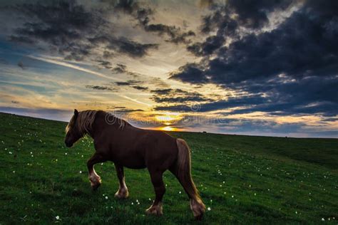 Wild horse at sunset - HDR stock photo. Image of farm - 53915566