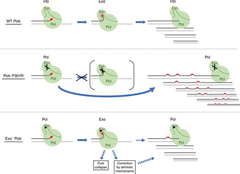 Polε exonuclease domain alterations as a source of increased DNA... | Download Scientific Diagram