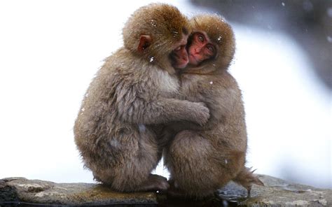 Funny Monkey Wallpapers - Top Free Funny Monkey Backgrounds - WallpaperAccess