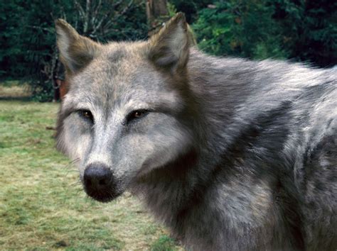 What the Wolves look like in wolf form - Jacob Black fan page, 100% unofficial