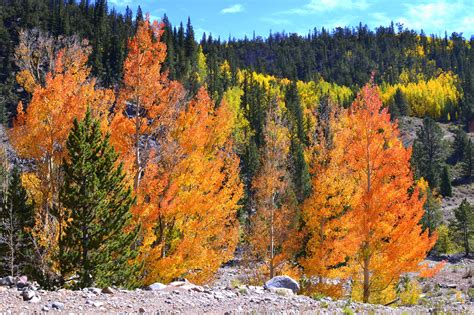 Fall Color in Colorado. The Aspen trees were amazing! | Aspen trees, Natural landmarks, Fall colors