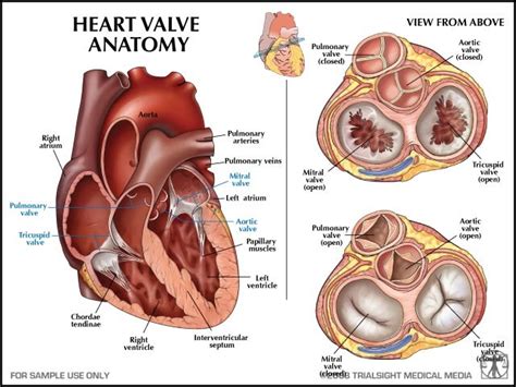 Heart Murmur and Exercise – JOIN JJ – JJ Armstrong M.Sc PODCAST and BLOG