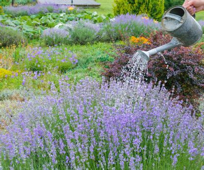 Is lavender drought tolerant? Experts offer their advice | Homes & Gardens