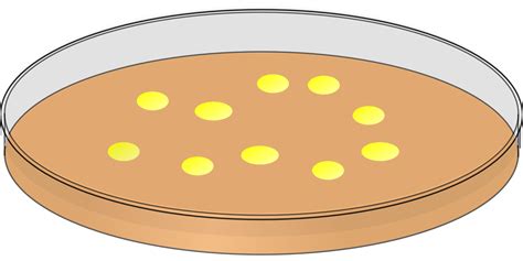 Petri dish with yellow bacteria as an illustration free image download