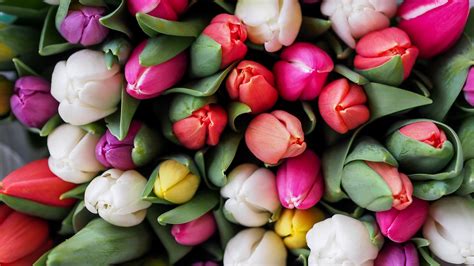 Tulips Bouquet Wallpaper - iPhone, Android & Desktop Backgrounds