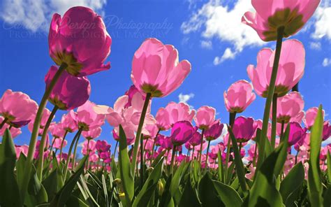 Tulip Wallpapers - Top Free Tulip Backgrounds - WallpaperAccess