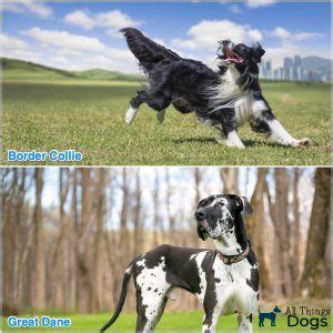 13 Popular Border Collie Mixes | All Things Dogs