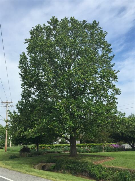 Tulip Poplar | Medium Tree Seedling – SequoiaTrees.com