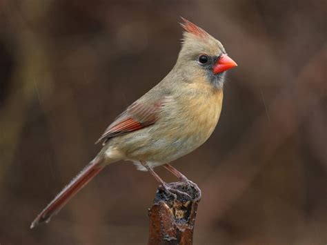 Northern Cardinal - NestWatch