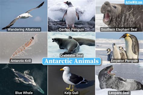 Antarctic Plants And Animals