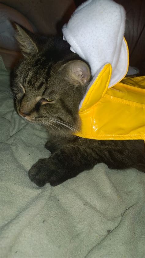 I put my Cat in a Banana Costume (10 Pics of my Cat in Banana Costume) | Halloween | Cat ...